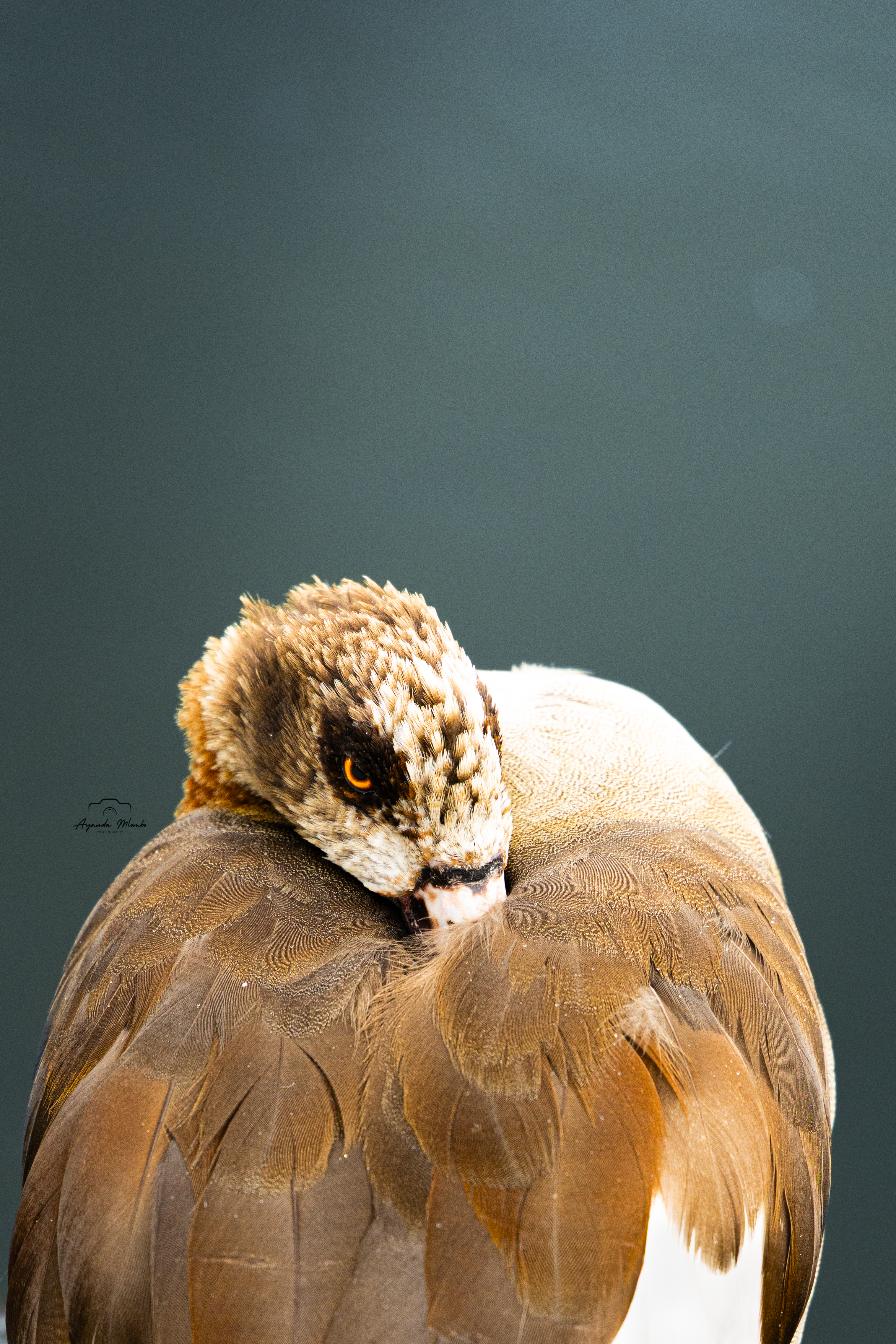 Egyptian Goose